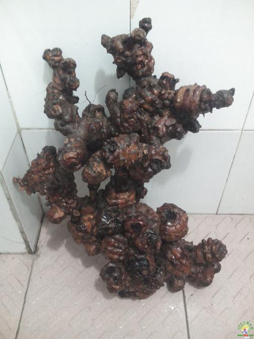 金刚刺的形态特征