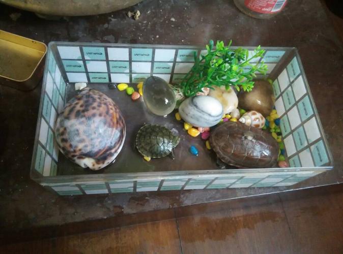 乌龟放在这样的环境会不会生病.那只小乌龟为什么闭着眼睛.