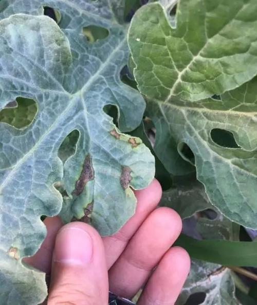 又叫细菌性果腐病,细菌性斑点病.