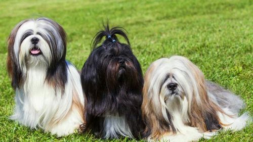 拉萨犬
