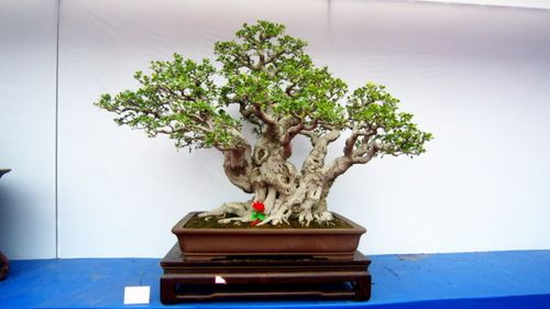 精品树木盆景(树桩盆景)_木子龙叶_新浪博客