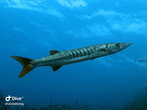 海狼鱼barracuda|斯米兰群岛