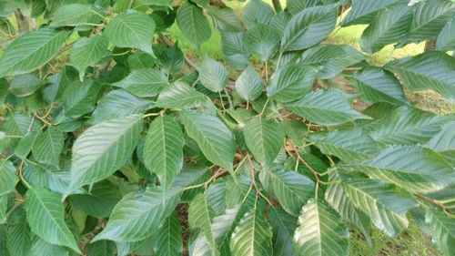 叶片椭圆卵形或倒卵形,先端渐尖或骤尾尖,边有尖锐重锯齿