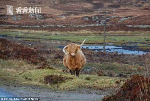 这头牛犄角长得一个指天一个挂嘴边像戴着耳麦打电话喜欢蹭镜头