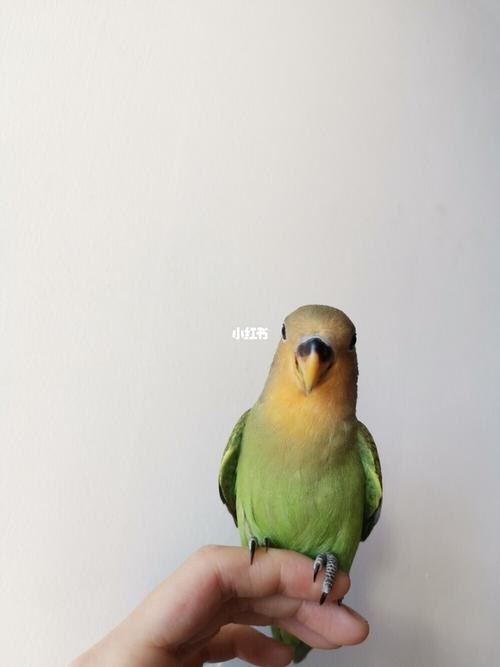 牡丹鹦鹉哈密瓜色绿金面_牡丹_断奶_手养牡丹鹦鹉_宠物_宠物其他