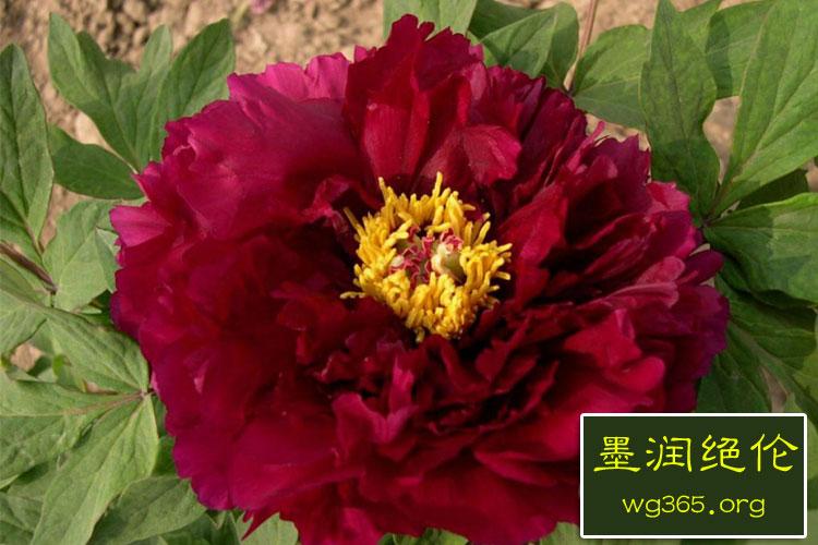 墨润绝伦13年牡丹苗批发价格品种图片大全