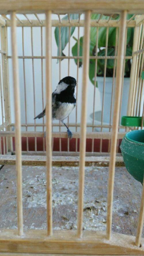 正宗铁岭贝子鸟现已开叫