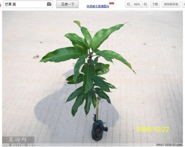 芒果树幼苗图片2