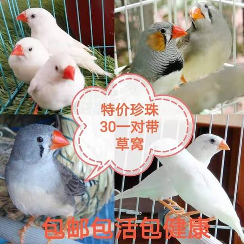 珍珠鸟灰白文鸟活宠物亲人人手养分公母繁殖生蛋鸟