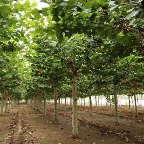 马良苗木 行道树法桐 绿化速生法桐 原生法桐树
