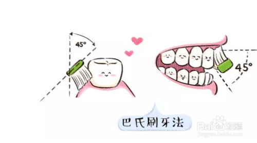 3 坚持早晚刷牙,采用正确的刷牙方式,巴氏刷牙法,刷牙不是越用力越好