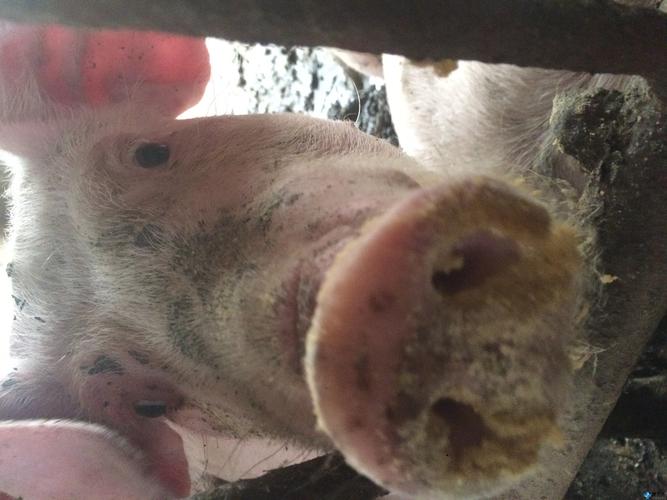 保育猪和育肥猪普遍流鼻涕有的厌食吃食兴致不高不爱活动消瘦按感冒