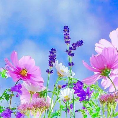 下午好表情图大全简单干净风景的微信头像