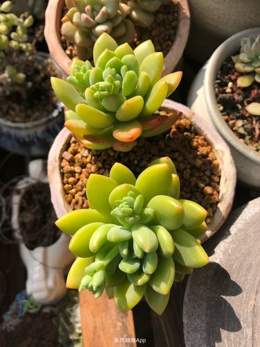 多肉植物app