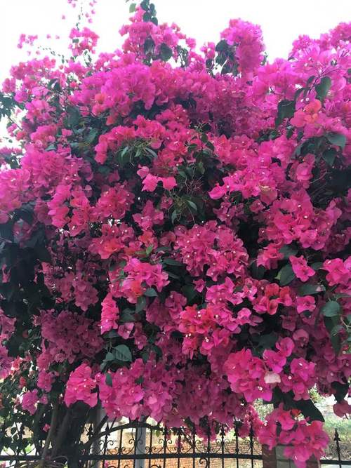 阳台养三角梅就选同安红花色美丽皮实好养冬天也开花