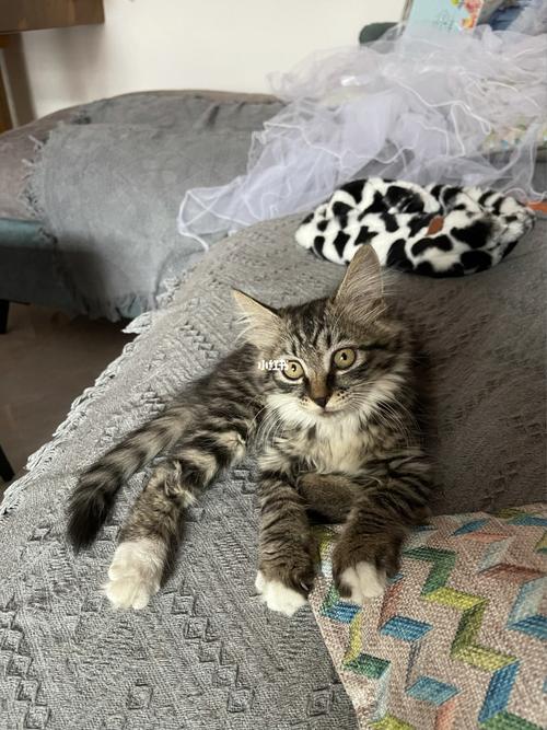 长毛狸花猫_狸花猫_猫砂盆_猫_宠物_猫_晒猫