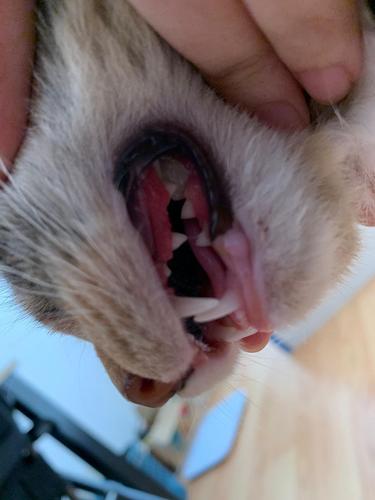 猫牙龈肿成这样