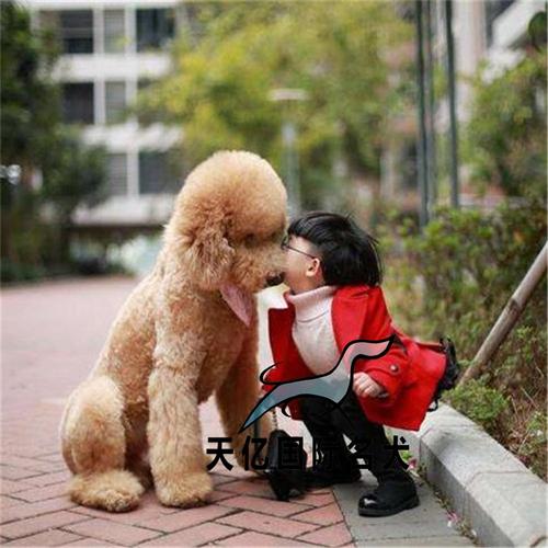 出售纯种家庭赛级贵宾幼犬大型泰迪活体巨贵狗狗