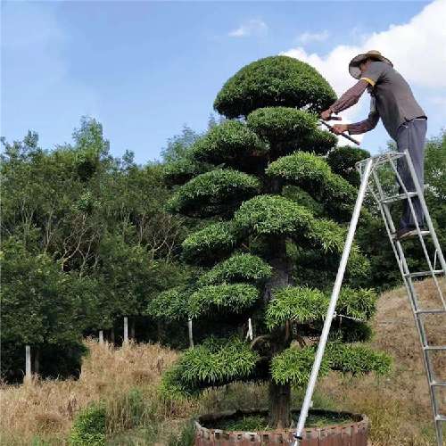 山西庭院绿化造型罗汉松