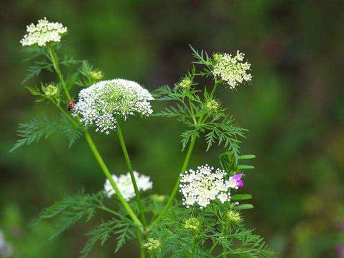 这种植物,名叫"蛇床子",大人小孩都用得着,一定要认识