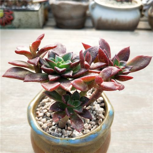 热销多肉稀有品种_醉红颜小老桩稀有品种多肉新手多肉植物肉肉办公室