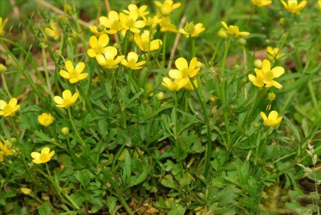 猫爪草功效与作用