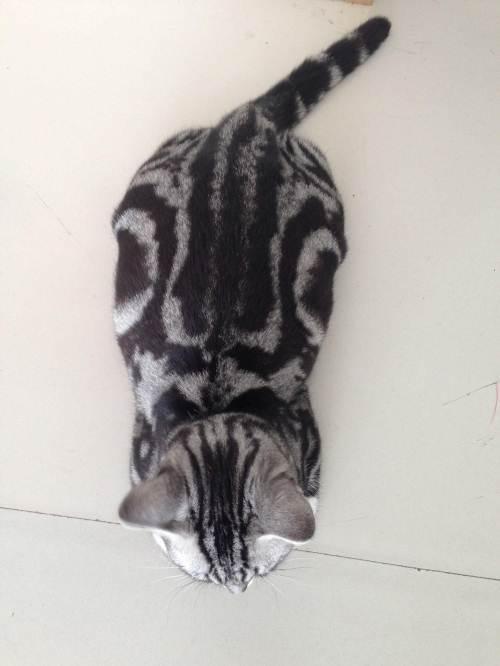 纯种银虎斑折耳猫,稀有蓝眼睛后背十字架,包4针疫苗