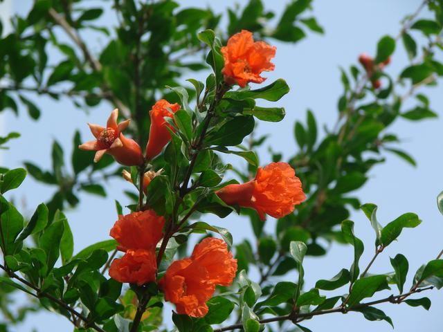 168元享石榴花精致双人下午茶套餐,亲手diy小花束!