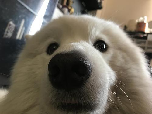 【讨论】我要疯了我家狗最近两周每天凌晨3点都要蹦迪