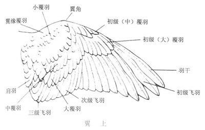 鸟的翅膀结构.最好有图解