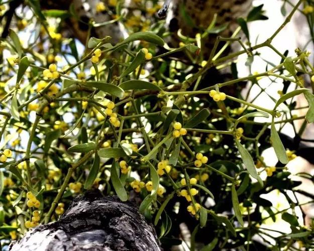 【认识中药】- 槲寄生