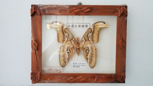 我家里早期的这只"帝王蛾"其翼展长达30厘米,就是下面这只.