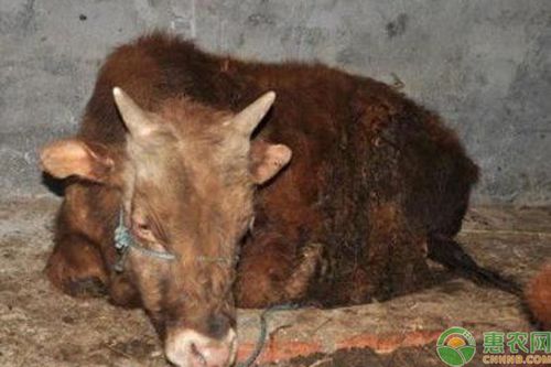 牛气肿疽病如何诊断?怎么治疗?