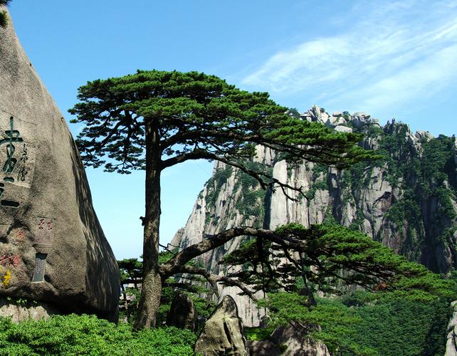黄山迎客松