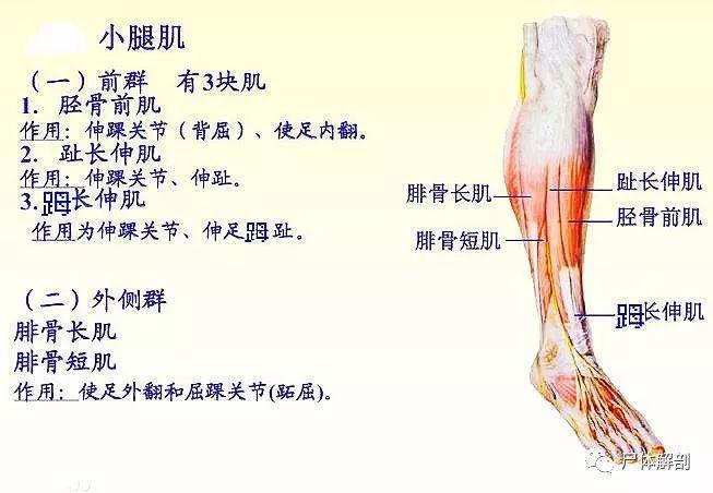 小腿肌可分为三群:前群在骨间膜的前面,后群在骨间膜的后面,外侧群在