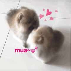 mua 亲亲表情包 - 表情图