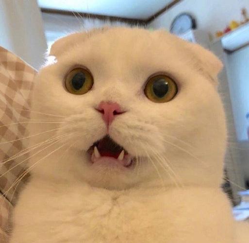 可爱猫猫表情包:快乐是他们的,我只有双下巴