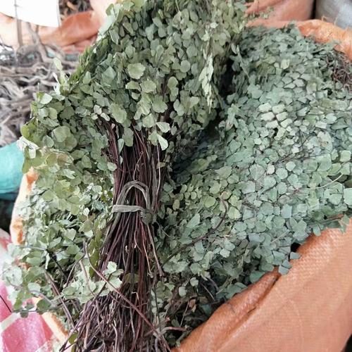 中药材猪鬓草铁线草猪毛七黑骨芒萁每件500克