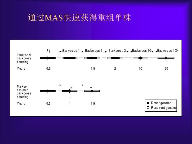 蔬菜作物分子标记辅助育种ppt