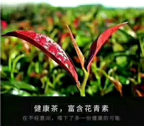 一叶一追寻,特种普洱茶--紫芽