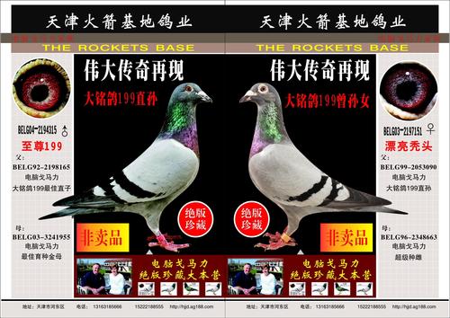 天津火箭基地鸽业在线拍鸽