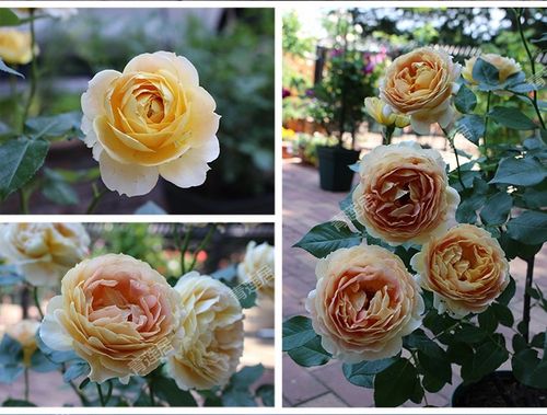 k17焦糖古董 青莲居园艺欧洲月季盆栽加仑苗 多季灌木阳台花卉_7折