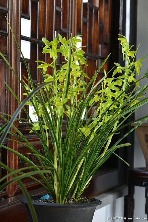 2013太仓兰博会之素花篇-蕙兰篇-中国兰花交易网社区