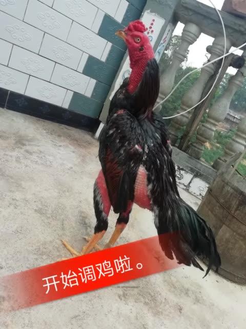 网红都鸡王
