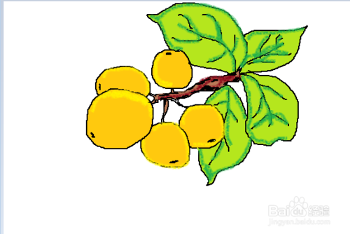 水果简笔画之枇杷教程