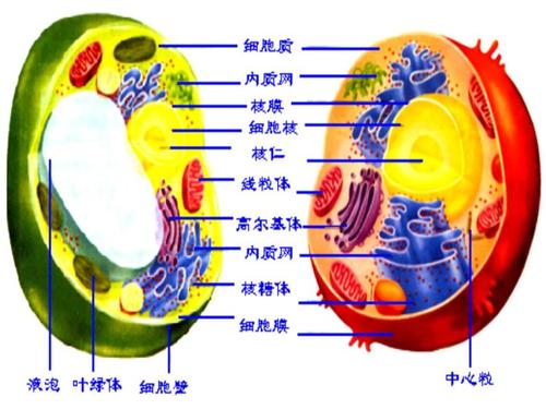 原核细胞与真核细胞[上学期]