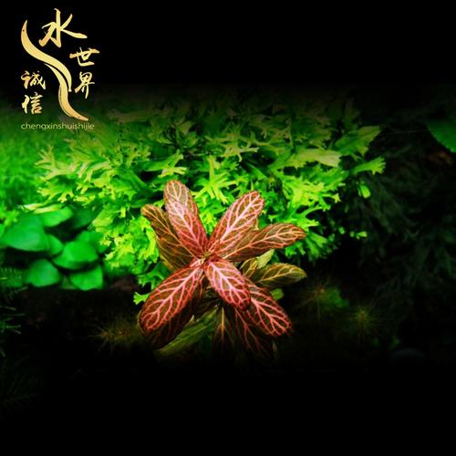 中后景水草合集南美红丝青叶青丝青叶小红叶青旦红旦水中叶草缸