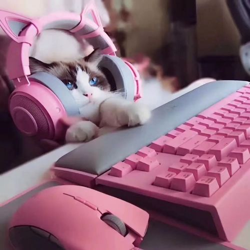 什么键盘敢卖 20 万!每敲一下心里都流血