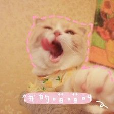猫咪表情包