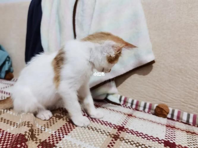 竹小春_宠物_宠物_猫_晒猫